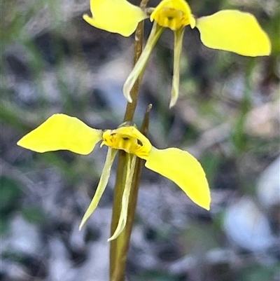 Diuris chryseopsis (Golden Moth) at Kaleen, ACT - 15 Sep 2025 by Clarel