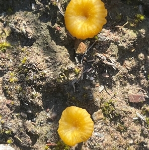 Lichenomphalia chromacea (Yellow Navel) at Kaleen, ACT - 15 Sep 2025 by Clarel