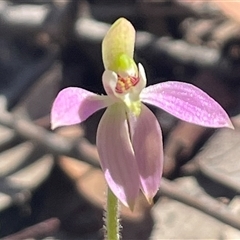 Caladenia carnea (Pink Fingers) at Kaleen, ACT - 15 Sep 2025 by Clarel