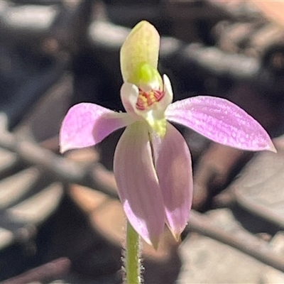 Caladenia carnea (Pink Fingers) at Kaleen, ACT - 15 Sep 2025 by Clarel