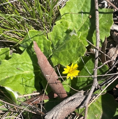 Cymbonotus (genus) (Bears Ears) at Kaleen, ACT - 15 Sep 2025 by Clarel