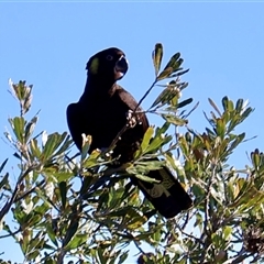 Zanda funerea (Yellow-tailed Black-Cockatoo) at Ulladulla, NSW - 15 Sep 2025 by Clarel