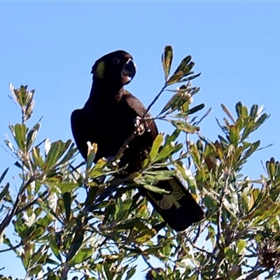 Zanda funerea (Yellow-tailed Black-Cockatoo) at Ulladulla, NSW - 15 Sep 2025 by Clarel