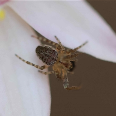 Unverified Spider at  - suppressed by LisaH