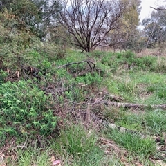 Euphorbia oblongata (Egg-leaf Spurge) at Hall, ACT - 16 Sep 2025 by Rosie