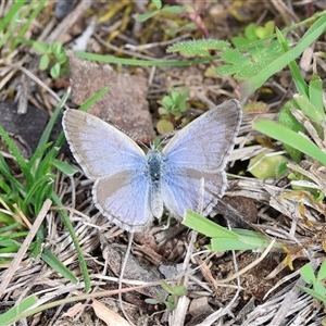Zizina otis (Common Grass-Blue) at Carwoola, NSW - 16 Sep 2025 by ChrisChapman