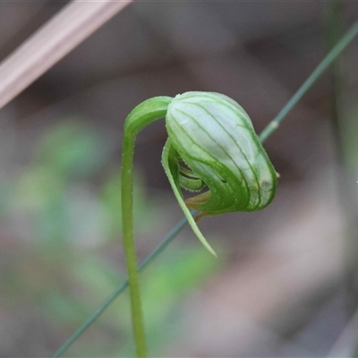 Pterostylis nutans (Nodding Greenhood) at Moruya, NSW - 14 Sep 2025 by LisaH