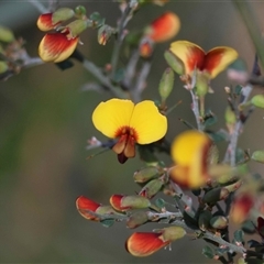 Bossiaea obcordata (Spiny Bossiaea) at Moruya, NSW - 14 Sep 2025 by LisaH