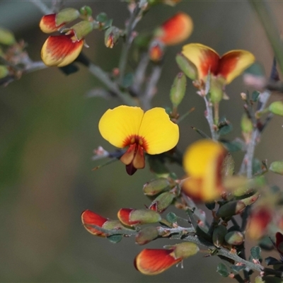 Bossiaea obcordata (Spiny Bossiaea) at Moruya, NSW - 14 Sep 2025 by LisaH