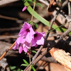 Tetratheca thymifolia by LisaH