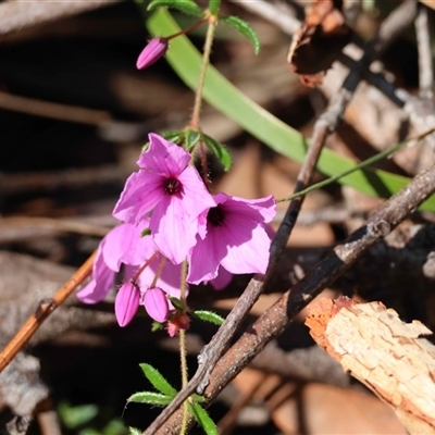 Tetratheca thymifolia at  - suppressed by LisaH