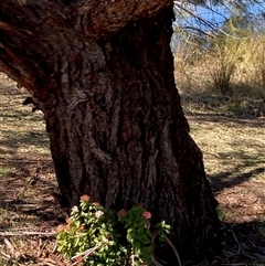 Viburnum tinus (Laurustinus) at Nicholls, ACT - 14 Sep 2025 by Rosie