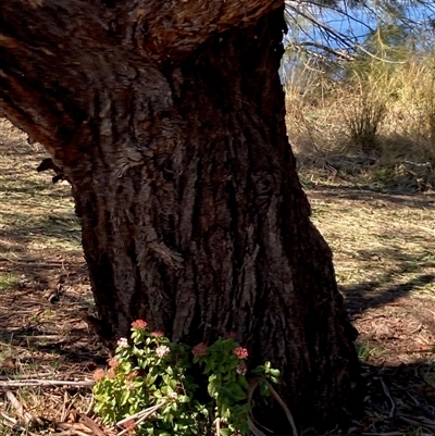 Viburnum tinus (Laurustinus) at Nicholls, ACT - 14 Sep 2025 by Rosie