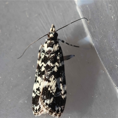 Scoparia exhibitalis (A Crambid moth) at Moruya, NSW - 14 Sep 2025 by LisaH