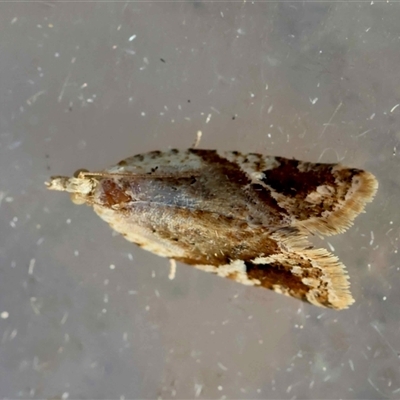 Euphona euphona (A Tortricid moth (Epitymbiini) at  - suppressed by LisaH