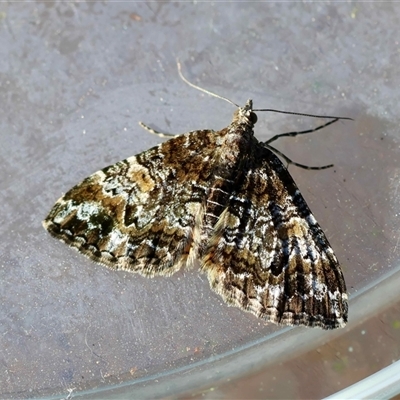 Chrysolarentia phaedra (Elegant Carpet) at  - suppressed by LisaH