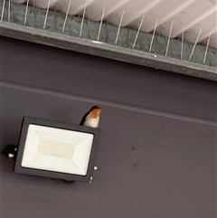 Hirundo neoxena (Welcome Swallow) at Calwell, ACT - 16 Sep 2025 by Cardy
