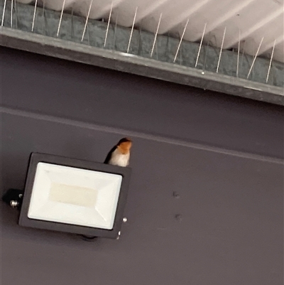 Hirundo neoxena (Welcome Swallow) at Calwell, ACT - 16 Sep 2025 by Cardy