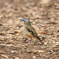 Heteromyias cinereifrons (Grey-headed Robin) at Danbulla, QLD - 29 Sep 2021 by DAdeGroot