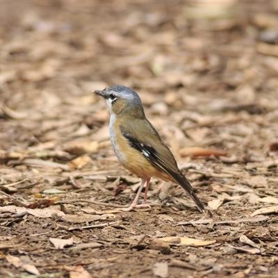 Heteromyias cinereifrons (Grey-headed Robin) at Danbulla, QLD - 29 Sep 2021 by DAdeGroot