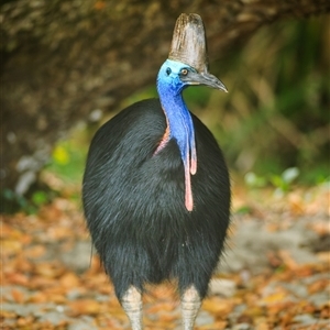 Casuarius casuarius (Southern Cassowary) at Etty Bay, QLD - 30 Sep 2021 by DAdeGroot