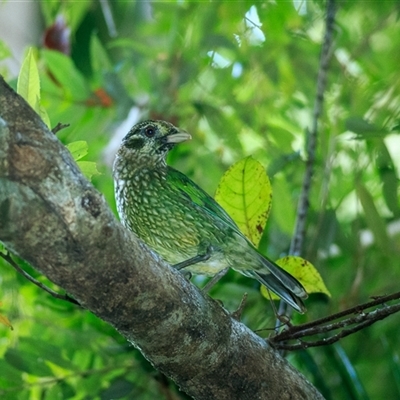 Ailuroedus maculosus (Spotted Catbird) at Diwan, QLD - 3 Oct 2021 by DAdeGroot
