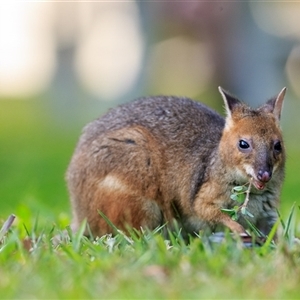 Thylogale stigmatica (Red-legged Pademelon) at Diwan, QLD - 3 Oct 2021 by DAdeGroot