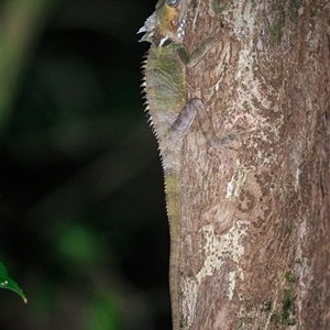 Lophosaurus boydii (Boyd's forest dragon) at Cape Tribulation, QLD - 3 Oct 2021 by DAdeGroot