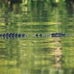 Crocodylus porosus (Saltwater Crocodile, Estuarine Crocodile) at Daintree, QLD - 4 Oct 2021 by DAdeGroot