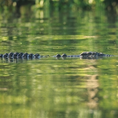 Crocodylus porosus (Saltwater Crocodile, Estuarine Crocodile) at Daintree, QLD - 4 Oct 2021 by DAdeGroot