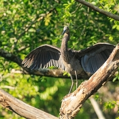 Ardea sumatrana (Great-billed Heron) at Stewart Creek Valley, QLD - 4 Oct 2021 by DAdeGroot