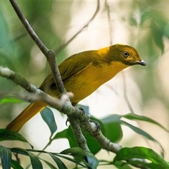 Prionodura newtoniana (Golden Bowerbird) at Mount Carbine, QLD - 5 Oct 2021 by DAdeGroot