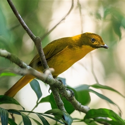 Prionodura newtoniana (Golden Bowerbird) at Mount Carbine, QLD - 5 Oct 2021 by DAdeGroot