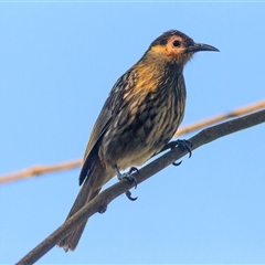 Xanthotis macleayanus (Macleay's Honeyeater) at Carrington, QLD - 6 Oct 2021 by DAdeGroot