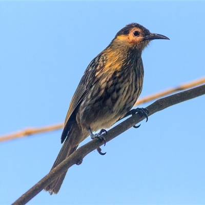 Xanthotis macleayanus (Macleay's Honeyeater) at Carrington, QLD - 6 Oct 2021 by DAdeGroot