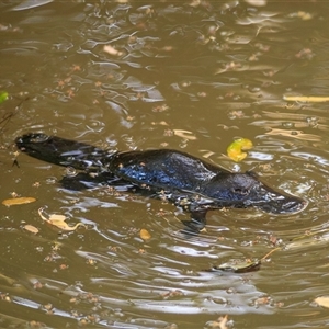 Ornithorhynchus anatinus (Platypus) at Yungaburra, QLD - 7 Oct 2021 by DAdeGroot