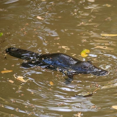 Ornithorhynchus anatinus (Platypus) at Yungaburra, QLD - 7 Oct 2021 by DAdeGroot