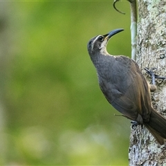 Ptiloris victoriae (Victoria's Riflebird) at Lake Eacham, QLD - 7 Oct 2021 by DAdeGroot