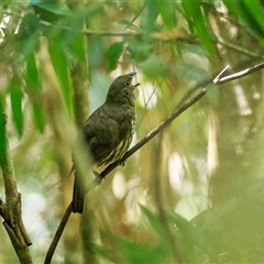 Scenopoeetes dentirostris (Tooth-billed Bowerbird) at Lake Eacham, QLD - 7 Oct 2021 by DAdeGroot