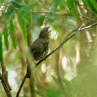 Scenopoeetes dentirostris (Tooth-billed Bowerbird) at Lake Eacham, QLD - 7 Oct 2021 by DAdeGroot