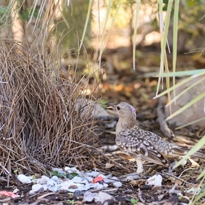 Chlamydera nuchalis (Great Bowerbird) at Chillagoe, QLD - 8 Oct 2021 by DAdeGroot