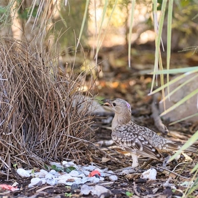 Chlamydera nuchalis (Great Bowerbird) at Chillagoe, QLD - 8 Oct 2021 by DAdeGroot