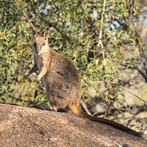 Petrogale mareeba (Mareeba Rock Wallaby) at Mount Surprise, QLD - 9 Oct 2021 by DAdeGroot