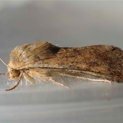 Helicoverpa (genus) (A bollworm) at Moruya, NSW - 14 Sep 2025 by LisaH