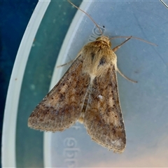 Helicoverpa (genus) at Moruya, NSW - suppressed