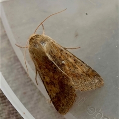 Helicoverpa (genus) at Moruya, NSW - suppressed