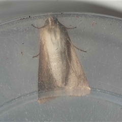 Helicoverpa (genus) at Moruya, NSW - suppressed