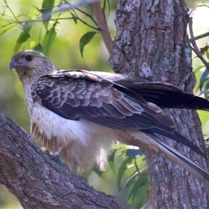 Haliastur sphenurus (Whistling Kite) at Jeremadra, NSW - 15 Sep 2025 by jb2602