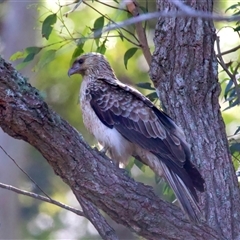 Haliastur sphenurus at Jeremadra, NSW - 15 Sep 2025 11:30 AM