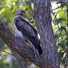 Haliastur sphenurus at Jeremadra, NSW - 15 Sep 2025 11:30 AM